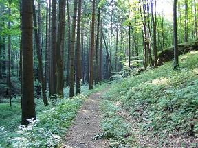 Zřícenina Nový hrad