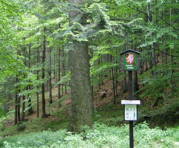 Pamtn strom Vysok jedle - Bl pod Praddem, Adolfovice