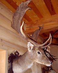 Guest house Grizzly - Vrbno pod Prad�dem, Ludv�kov