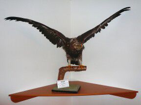 Muzeum Johanna Schrotha - Lipová lázně