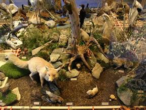Vlastivědné muzeum a Vodní tvrz - Jeseník