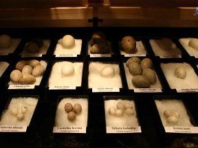 Vlastivědné muzeum a Vodní tvrz - Jeseník