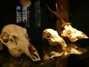 Vlastivědné muzeum a Vodní tvrz - Jeseník