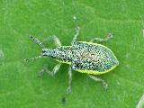 Chlorophanus viridis