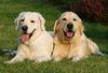 Pets